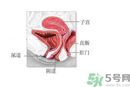 陰道松弛是什么？陰道松弛的癥狀有哪些？