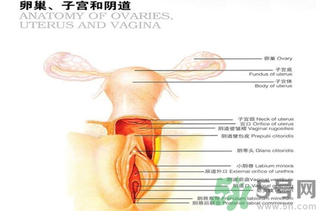 陰道干澀的原因是什么？陰道干澀怎么辦？