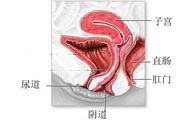 女性陰道松弛的原因是什么？女性陰道松弛怎么辦？