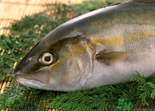 魚(yú)眼睛可以吃嗎？吃魚(yú)眼睛有什么好處？