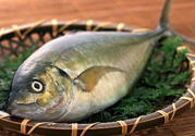 吃魚(yú)眼睛對(duì)眼睛有好處嗎？吃什么魚(yú)對(duì)眼睛好？