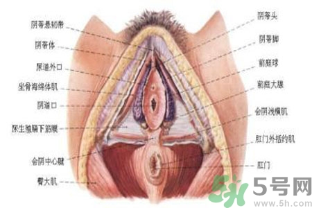 外陰瘙癢怎么回事？外陰瘙癢的原因是什么？