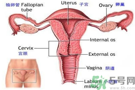 引起外陰瘙癢的疾病有哪些？治療外陰瘙癢的偏方有哪些？