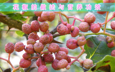 大紅袍花椒產(chǎn)地哪里最好 大紅袍花椒怎么樣