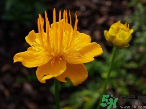 金蓮花怎么泡水喝?金蓮花泡水喝的功效與作用