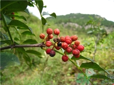 花椒的營養(yǎng)價值 花椒的功效與作用