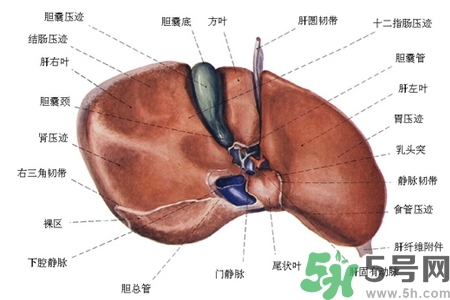 男性護(hù)肝的方法有哪些？養(yǎng)肝護(hù)肝必吃3大營(yíng)養(yǎng)素