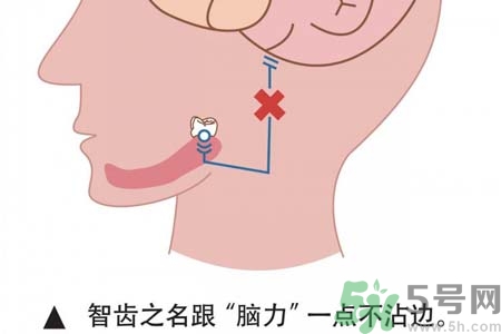 智齒一定要拔掉嗎？什么樣的智齒可以不拔？