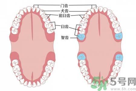 智齒一定要拔掉嗎？什么樣的智齒可以不拔？