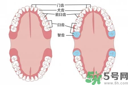 智齒橫著長(zhǎng)怎么辦？智齒橫著長(zhǎng)一定要拔了嗎？