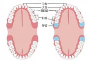 智齒橫著長怎么辦？智齒橫著長一定要拔了嗎？