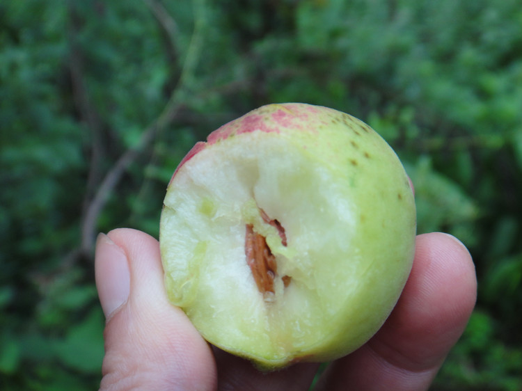 野桃子能吃嗎？野桃子核的功效與作用