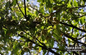 野桃子能吃嗎？野桃子核的功效與作用