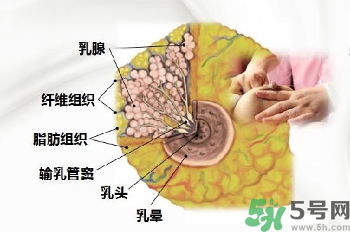 乳汁是怎樣形成的？怎樣才能讓乳汁更多？