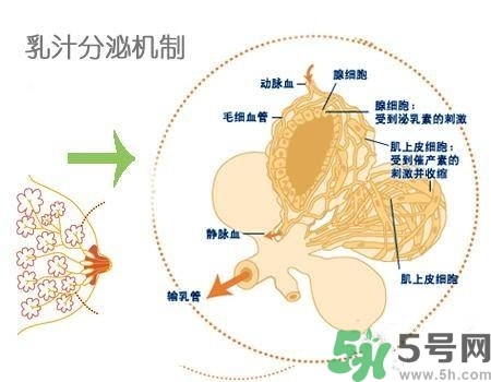 乳汁是怎樣形成的？怎樣才能讓乳汁更多？