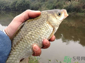 十月份釣鯽魚用什么餌？十月份釣鯽魚用什么餌料好？