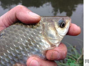 十月份釣鯽魚用什么餌？十月份釣鯽魚用什么餌料好？