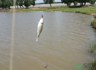 秋天釣魚(yú)深水還是淺水？秋天釣魚(yú)釣深水還是淺水？