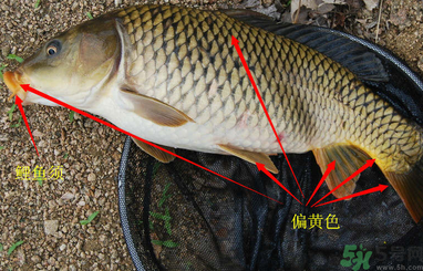 秋天釣鯉魚用什么小藥？秋天黑坑釣鯉魚用什么小藥？