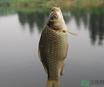 秋天黑坑釣鯽魚用什么餌料？秋天黑坑釣鯽魚餌料配方