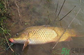 十月份可以釣鯉魚嗎？十月份釣鯉魚用什么餌？