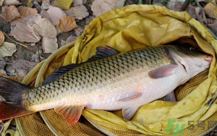 十月份可以釣鯉魚嗎？十月份釣鯉魚用什么餌？