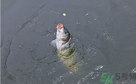 十月份怎么釣鯽魚？十月份怎么釣鯉魚？