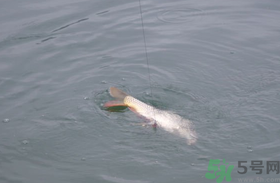 十月份怎么釣鯽魚？十月份怎么釣鯉魚？