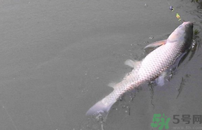 秋天釣草魚用什么餌？秋季釣草魚用什么餌最好？ 