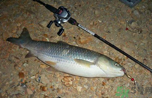 秋天釣草魚用什么餌？秋季釣草魚用什么餌最好？ 