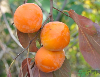 黃柿子和紅柿子有什么區(qū)別？紅柿子和黃柿子哪個好？