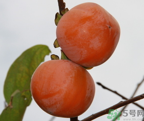 黃柿子和紅柿子有什么區(qū)別？紅柿子和黃柿子哪個好？