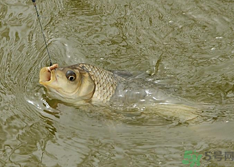 釣的魚死了還能吃嗎？釣的魚死了怎么處理？