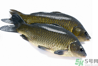 活鯉魚怎么保存？鯉魚怎么養(yǎng)才不容易死？