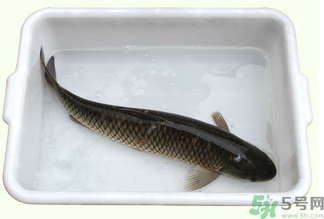 鯉魚(yú)死了還能吃嗎？鯉魚(yú)死了多久不能吃？