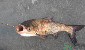 秋天釣鰱魚用什么餌料？秋天釣鰱魚用什么味餌？