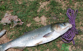 秋天怎么釣鰱魚？秋天釣鰱魚技巧