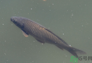 野生鯉魚怎么釣？野生鯉魚用什么釣最好？