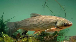 秋天怎么釣草魚？秋天草魚好釣嗎？