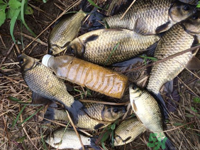 野生鯽魚怎么釣？釣野生鯽魚的技巧