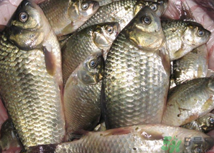 野生鯽魚怎么釣？釣野生鯽魚的技巧