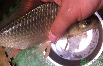 野生鯽魚怎么釣？釣野生鯽魚的技巧