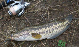 10月份還能釣黑魚嗎？幾月份釣黑魚最好？