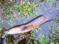 十月份黑魚好釣嗎？十月份怎么釣黑魚？