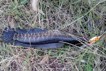 秋天怎么釣黑魚？秋天釣黑魚技巧