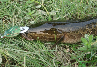 秋天怎么釣黑魚？秋天釣黑魚技巧