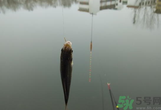 陰天怎么釣魚？陰天釣魚技巧