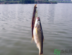 陰天怎么釣魚？陰天釣魚技巧