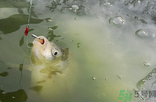 陰天怎么釣魚？陰天釣魚技巧