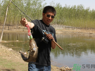 秋季釣黑魚用什么魚餌？秋天釣黑魚用什么餌？